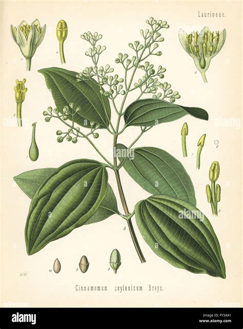 True Cinnamon Or Ceylon Cinnamon Cinnamomum Verum Cinnamomum