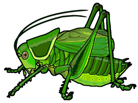 Katydid Clipart 20 Free Cliparts Download Images On Clipground 2023