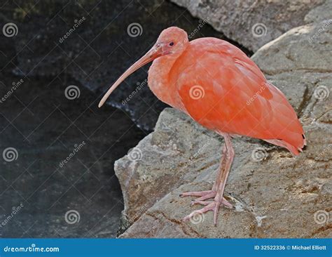 Pink Bird Stock Photo Image Of Ibis Nature Birdwatcher 32522336