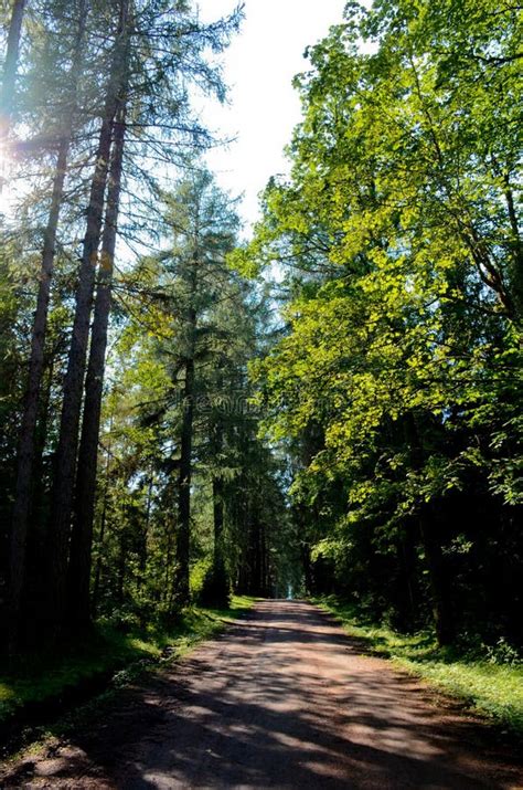 Rural Road In Pine Forest Tall Trees Against The Sky Vertical Photo