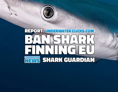 Shark Guardian Ban Shark Finning Campaign Underwater Clicks