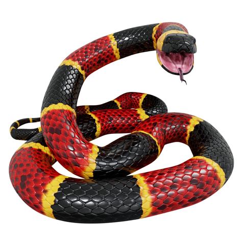 The Difference Between A Coral Snake And A King Snake American Oceans