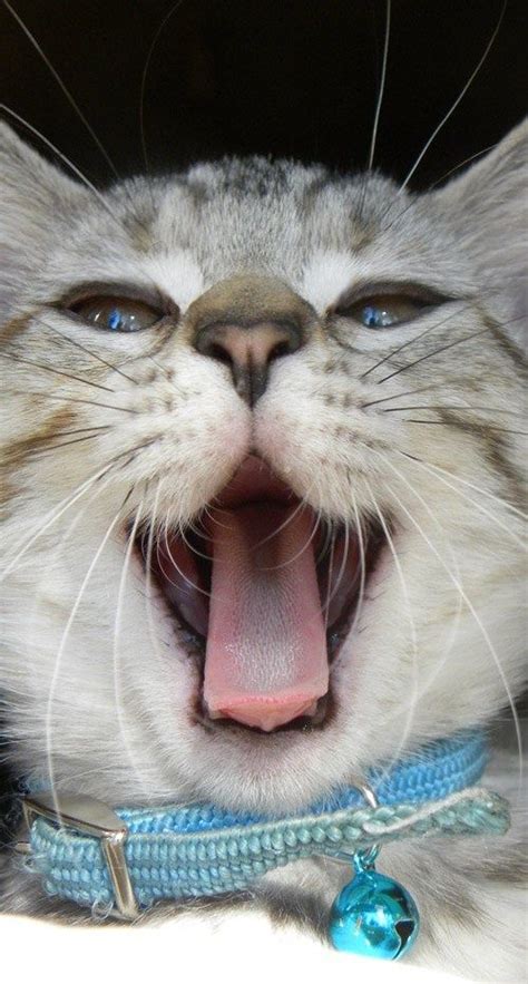 Yawning Kitty Cute Cats Hq Pictures Of Cute Cats And Kittens Free
