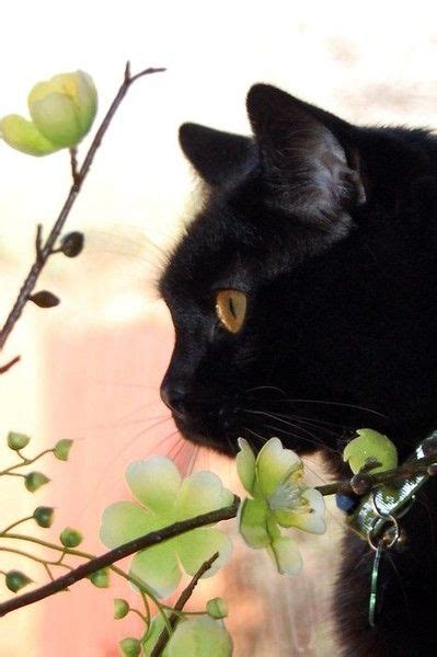 Le Petit Chat Noir Pretty Cats Cats Cute Cats