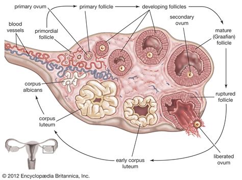 Draw A Labelled Diagram Of A Section Through Ovary Showing Different