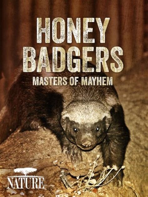 Nature Honey Badgers Masters Of Mayhem Tv Episode 2014 Imdb