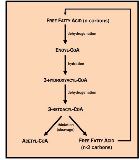 Fatty Acid Oxidation Pathway