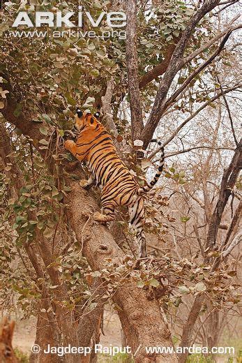 Can Tigers Swim And Can Tigers Climb Trees