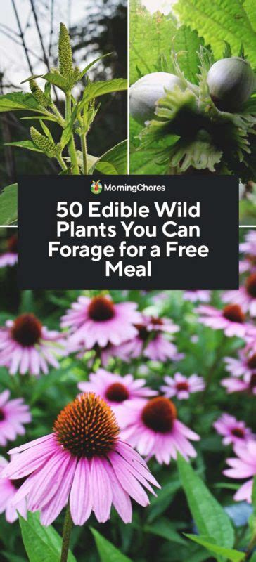 50 Edible Wild Plants You Can Forage For A Free Meal