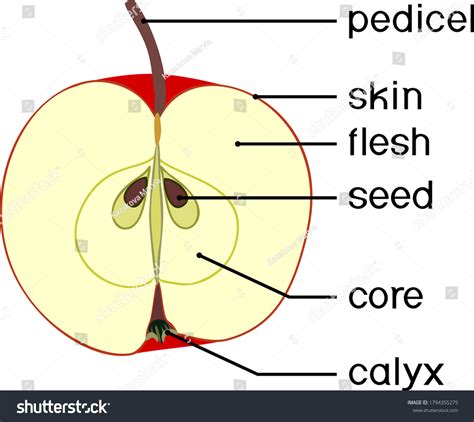 Parts Plant Internal Structure Apple Fruit Vetor Stock Livre De