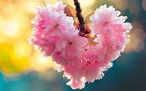 Heart, Bloom, Love, Heart, Flowers, Nature, Spring