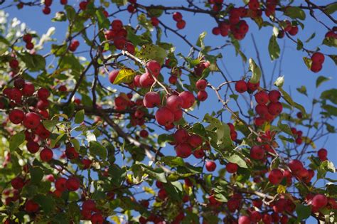 Crabappletreeredfruitfree Pictures Free Image From