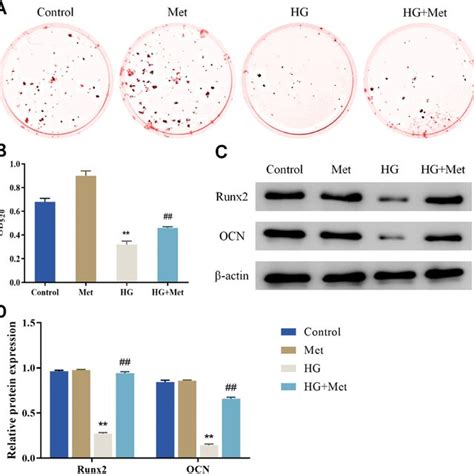 Metformin Enhances The Osteogenic Differentiation Ability Of MC3T3 E1