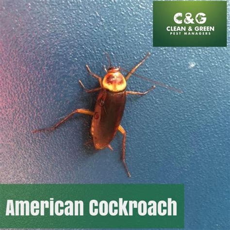 American Cockroach · Clean And Green Pest Control Northern Beaches
