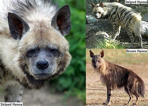 Difference Between Striped And Spotted Hyena Diet