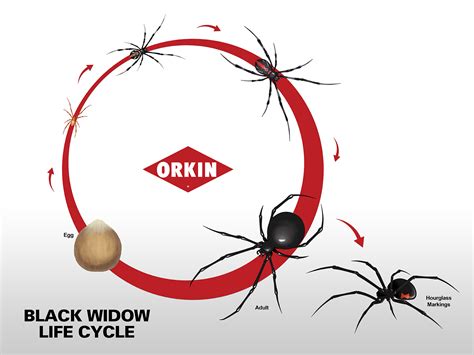 The bristles on their hind legs are used to cover trapped prey with silk. Black Widow Life Cycle & Reproduction