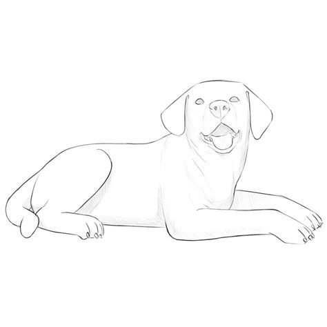 Top 23 How To Draw A Dog Laying Down Lastest Updates 092022