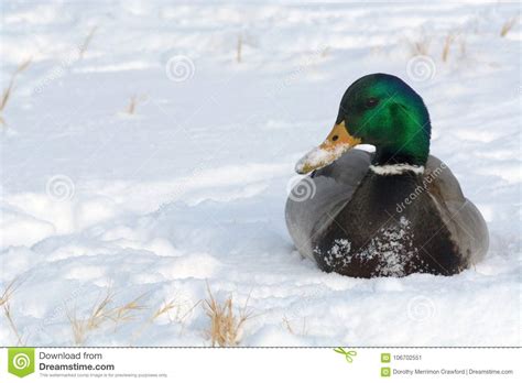 Mallard Duck Drake In Snowy Field Stock Image Image Of Mallard