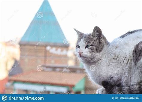 2019 Stray Cat Photographer New Photo Cute Stray Cat In