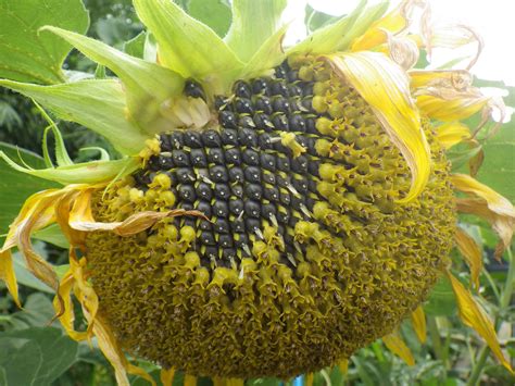 Sunflower Seeds For Youthful Skin Rosanna Davison Nutrition