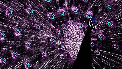 Peacock Turquoise Purple Wallpaperaccess Wallpapers