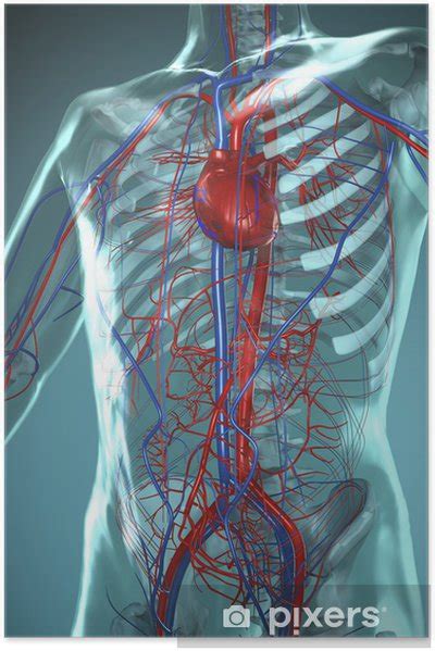 The lymphatic system is part of the immune system. Anatomie Modell, Herz-Kreislauf System des Menschen Poster ...