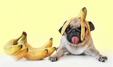 Cachorro Pode Comer Banana Descubra Tudo De Cachorro