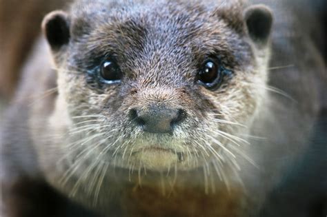 Woodland Park Zoo Blog Sneak Peek At Asian Small Clawed Otter Exhibit