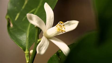 Timelapse Life Of A Citrus Blossom Youtube