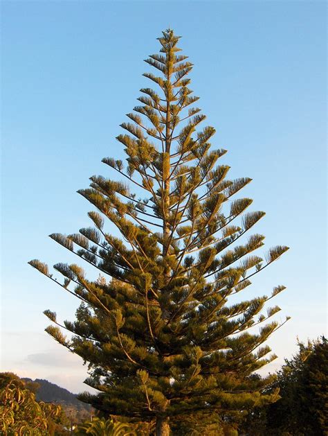 Araucaria Heterophylla Photos Norfolk Island Pine