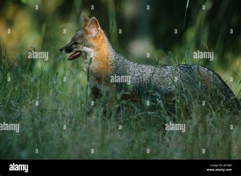 Gray Fox Urocyon Cinereoargenteus Returning To Den Site Stock Photo
