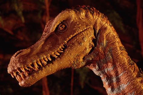 Image Dak Velociraptor Disney Parks Wiki Fandom Powered By Wikia