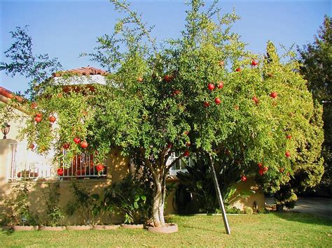 Best Fruit Trees For Las Vegas