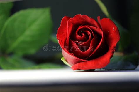 Rose Red Green Leafs Nature Flower Table Top Photography White Floor