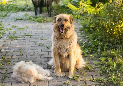 Big Dogs That Don't Shed (13 Large Non Shedding Dog Breeds)