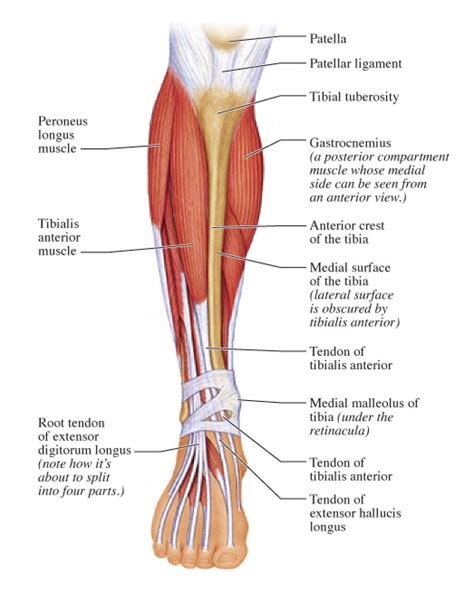 Leg Muscle And Tendons Anatomy