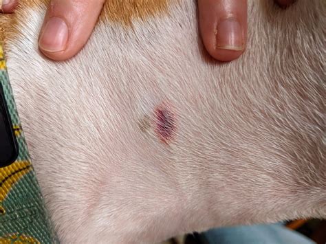 Are Tick Bites Painful For Dogs