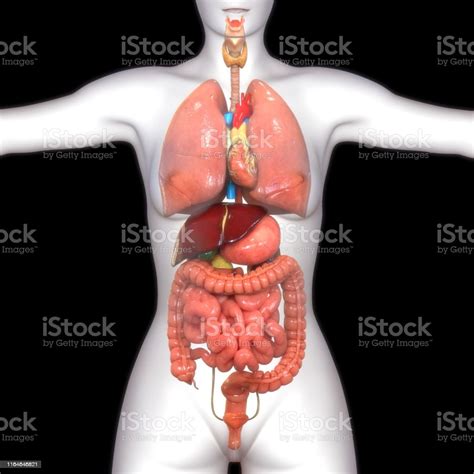 Human Body Organs Anatomy Stock Photo Download Image Now Istock
