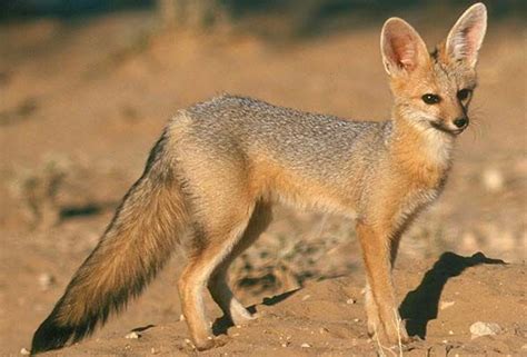 Cape Fox South Africa Mammal Guide Pet Fox Fox Mammals