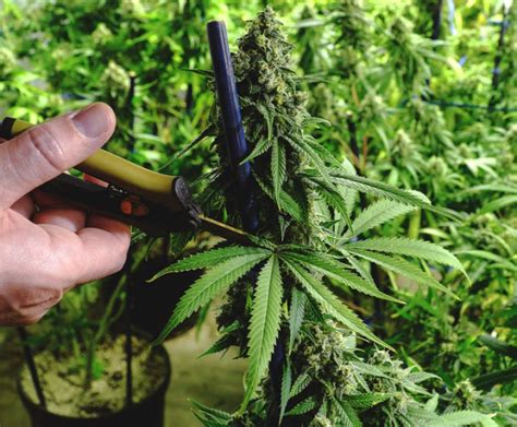 When Should You Prune Your Cannabis Plants For Maximum Yields
