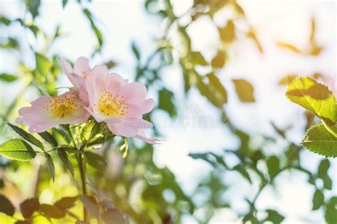 Beautiful Summer Scene With Dog Rose Flowers On Blue Sky