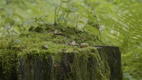 Stump In The Forest Old Tree Stump Covered With Moss Stock Photo