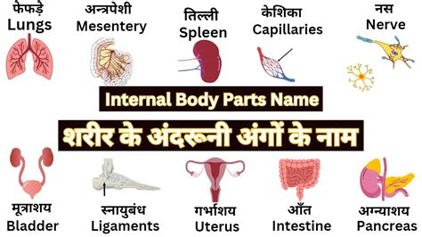 Internal Body Parts Name In Hindi And English Internal Organs Name