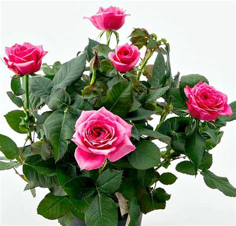 Plant Care For Miniature Roses