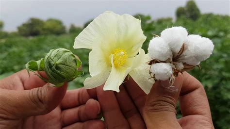 What Does A Cotton Plant Reproduce Foliar Garden