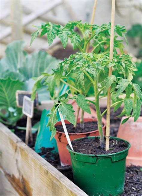 Winter Sowing Your Seedlings Farm And Garden Grit Magazine