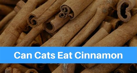 Sadly, that's not the case when it cinnamon can be bad for your furball as it can lead to numerous health complications. Can Cats Eat Cinnamon? - Petsolino