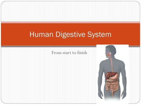 Ppt Human Digestive System Powerpoint Presentation Free Download