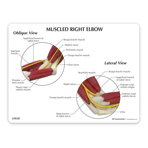 Gpi Anatomicals Muscled Elbow Model Model Of Ubuy Bangladesh