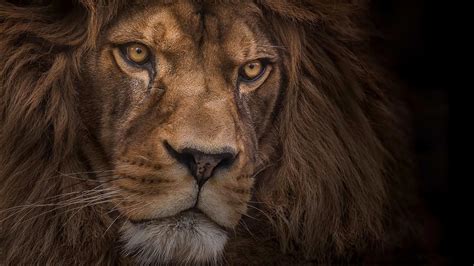 Staring Lion Hd Lion Wallpapers Hd Wallpapers Id 58642